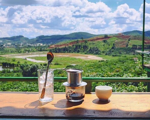Coffee plants on a hillside farm in the Da Lat highlands on a clear morning